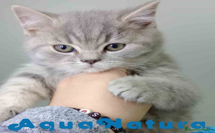 Británico de Pelo Corto gatos British Macho 7788 AQUANATURA - Anuncio 2
