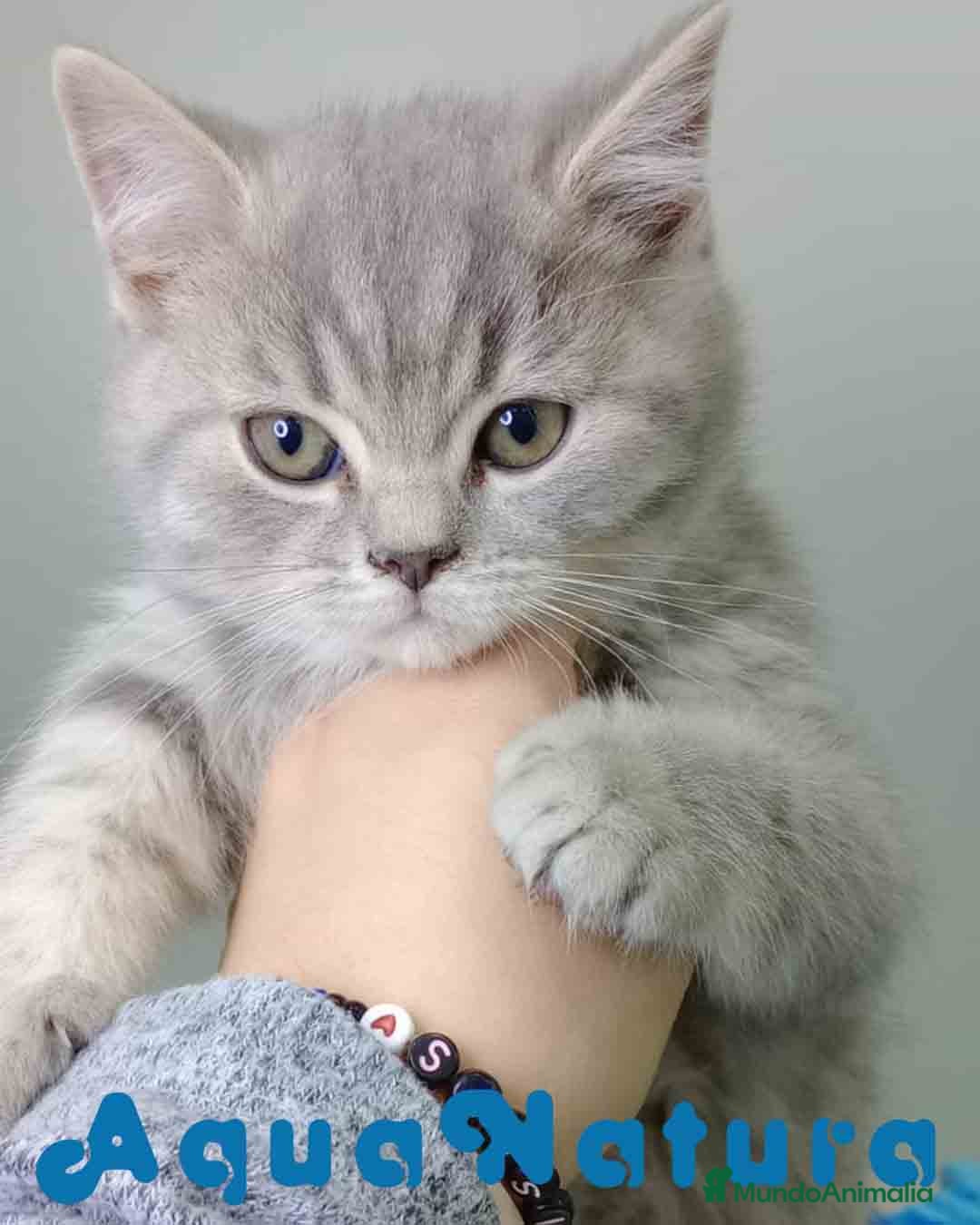 Británico de Pelo Corto gatos en venta: British Macho 7788 AQUANATURA - Anuncio 1