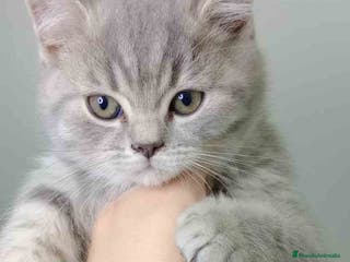 Británico de Pelo Corto gatos British Macho 7788 AQUANATURA - Anuncio 12