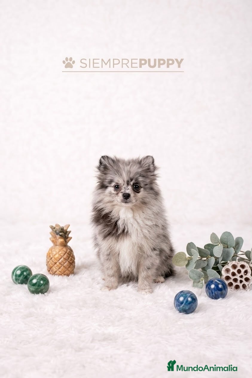 Pomerania perros POMERANIA MERLE MINI TOY - Anuncio 1