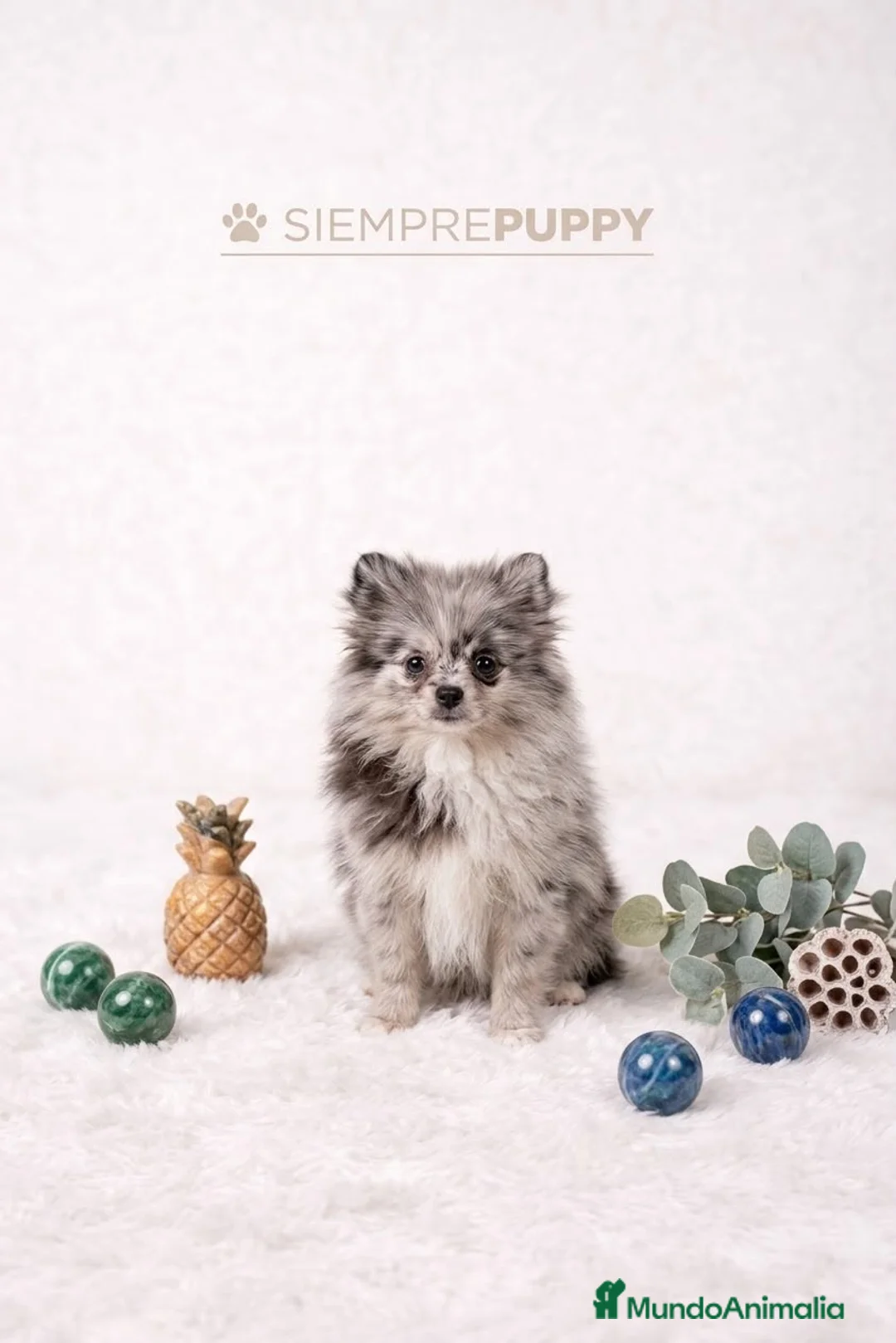 Pomerania perros en venta: POMERANIA MERLE MINI TOY - Anuncio 1