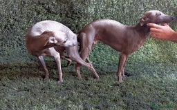 Pequeño Lebrel Italiano perros en venta: Lebrel italiano - Imagen 4