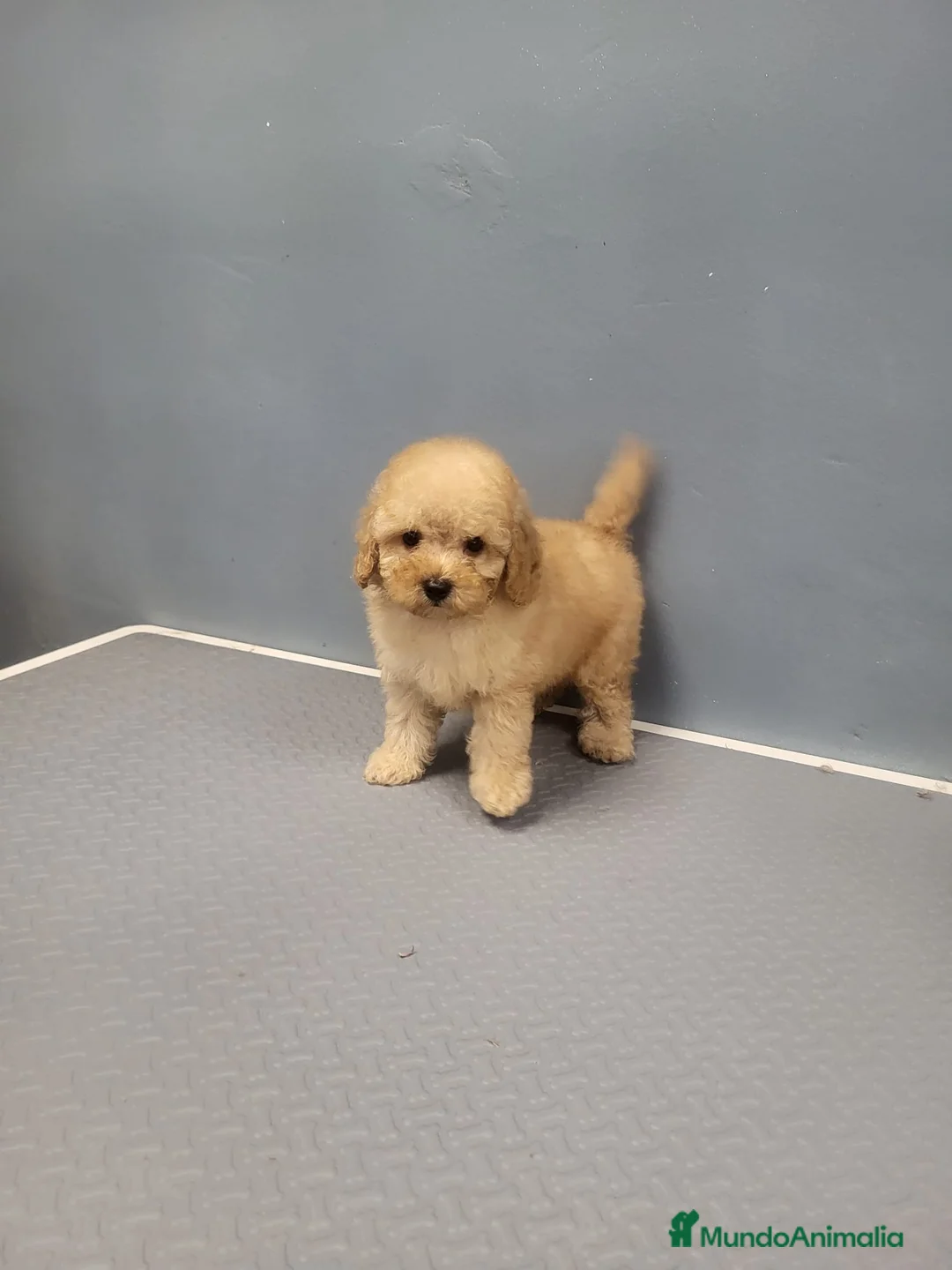 Chihuahua perros en venta: Chihuahuas espectaculares en Barcelona - Anuncio 6