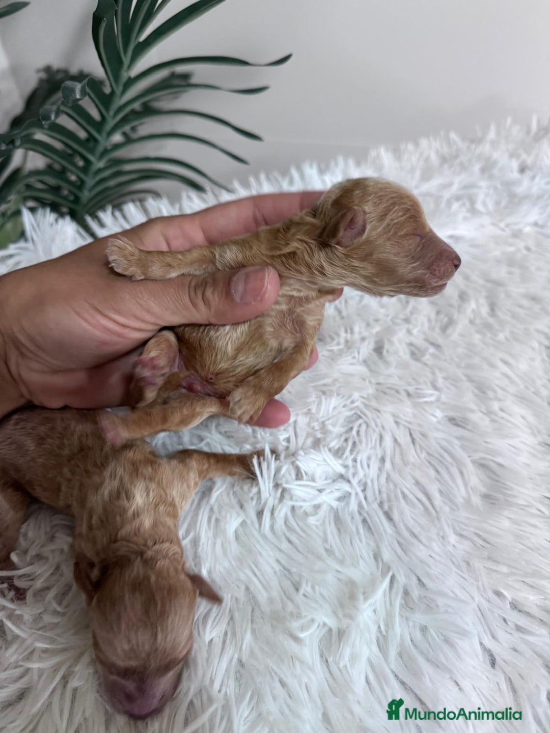 Caniche Toy perros en venta: CANICHE TOY - Imagen 17