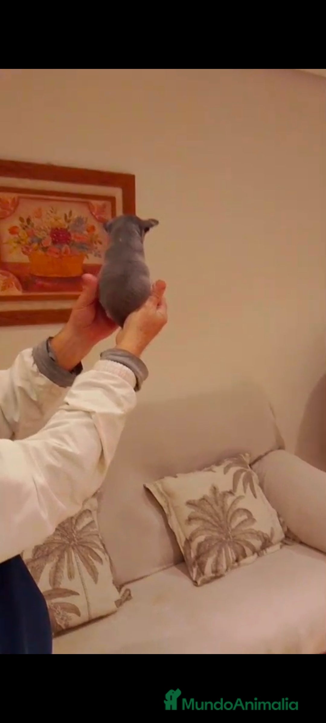 Chihuahua perros en venta: Chihuahua Toy macho blue  - Anuncio 3