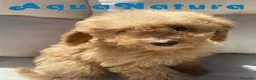 Caniche Enano perros en venta: Caniche Hembra 1430 - AQUANATURA en Barcelona - Anuncio 4