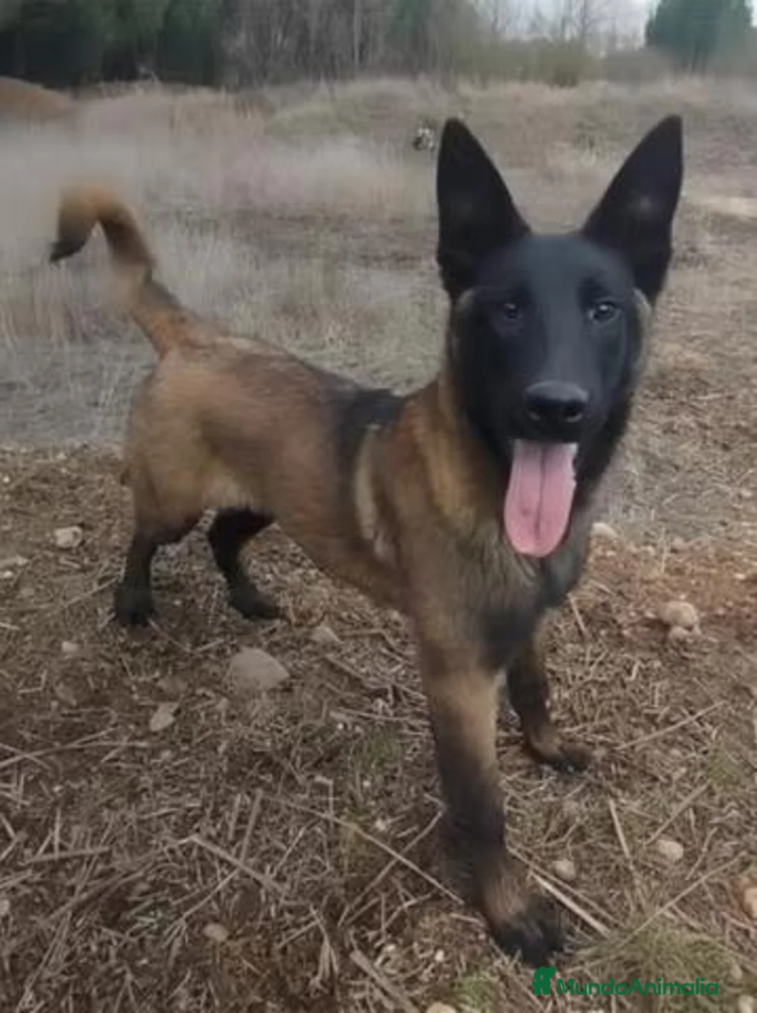 Pastor Belga Malinois perros en venta: Pastor Belga Malinois - Anuncio 2