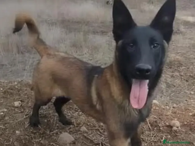 Pastor Belga Malinois perros en venta: Pastor Belga Malinois - Anuncio 2