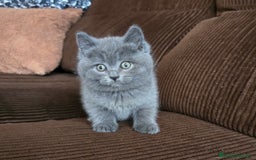 Británico de Pelo Corto Azul gatos en venta: Gatcot.com - Imagen 5