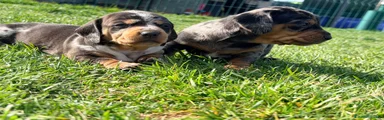 Teckel Miniatura Cachorro 1