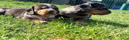 Teckel Miniatura perros en venta: Preciosos Teckel miniatura machos arlequín plata - Anuncio 3