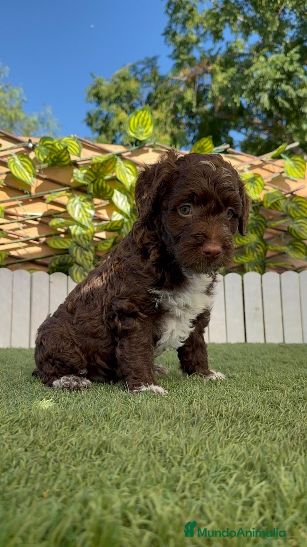 Perro de Agua Español perros en venta: PERRO DE AGUA ESPAÑOL MACHO - Imagen 4