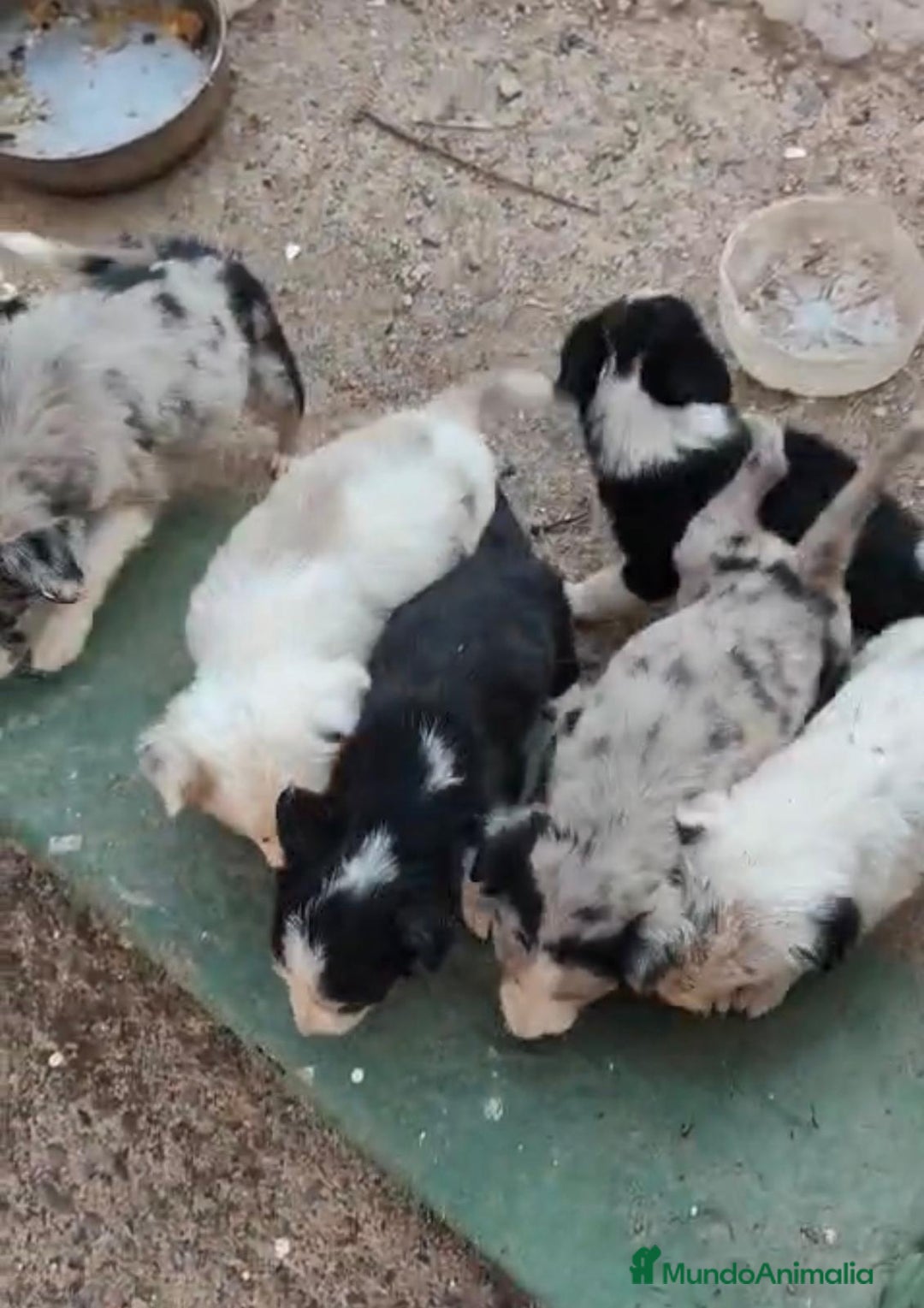Border Collie perros en venta: Nueva camada border collie  - Imagen 2