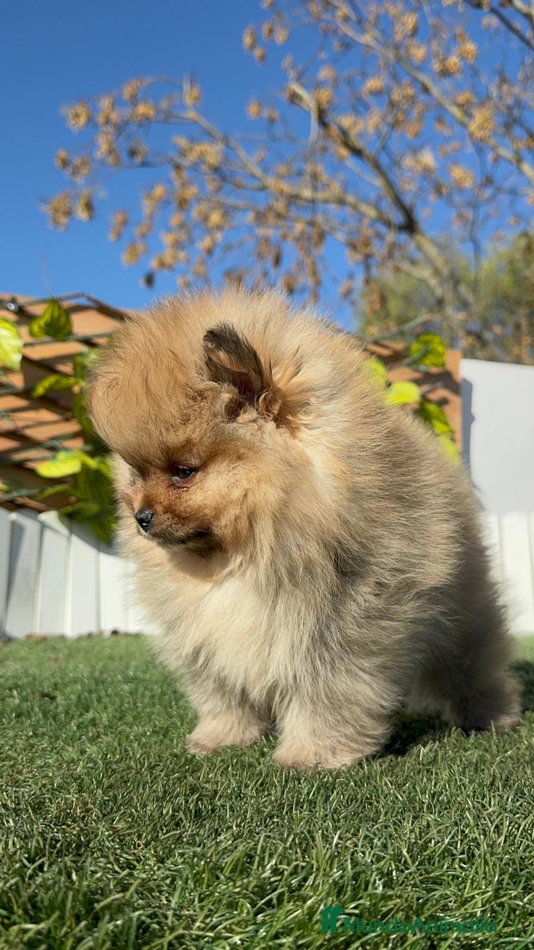 Pomerania perros en venta: POMERANIA CARA DE OSITO - Anuncio 6