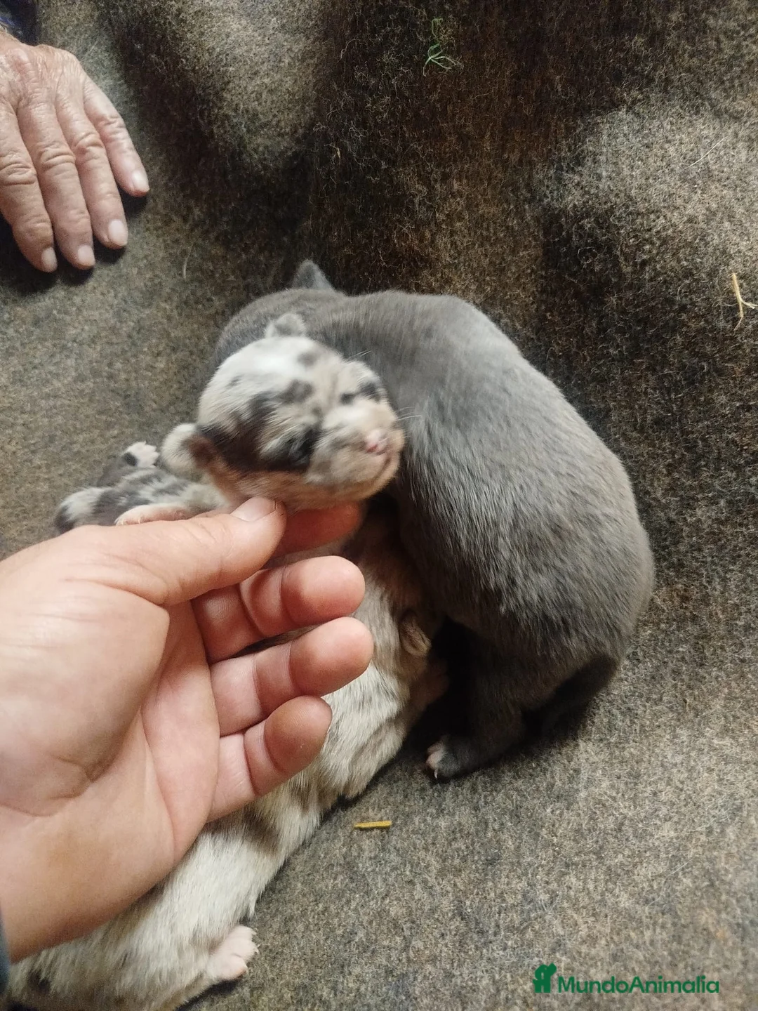 Chihuahua perros en venta: Espectacular camada chihuahuas exóticos  - Anuncio 5