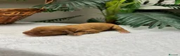 Cocker Spaniel Inglés perros en venta: 💙 COCKER SPANIEL INGLÉS 💙 - Anuncio 6