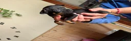 Ratón de Praga perros en venta: Auténtico Ratón de Praga miniaturas - Anuncio 3