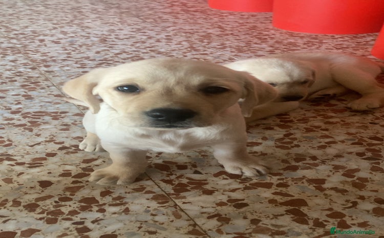 Labrador Retriever perros - Anuncio 3
