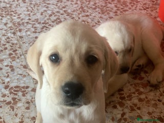 Labrador Retriever perros - Anuncio 20