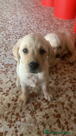 Labrador Retriever perros - Anuncio 2