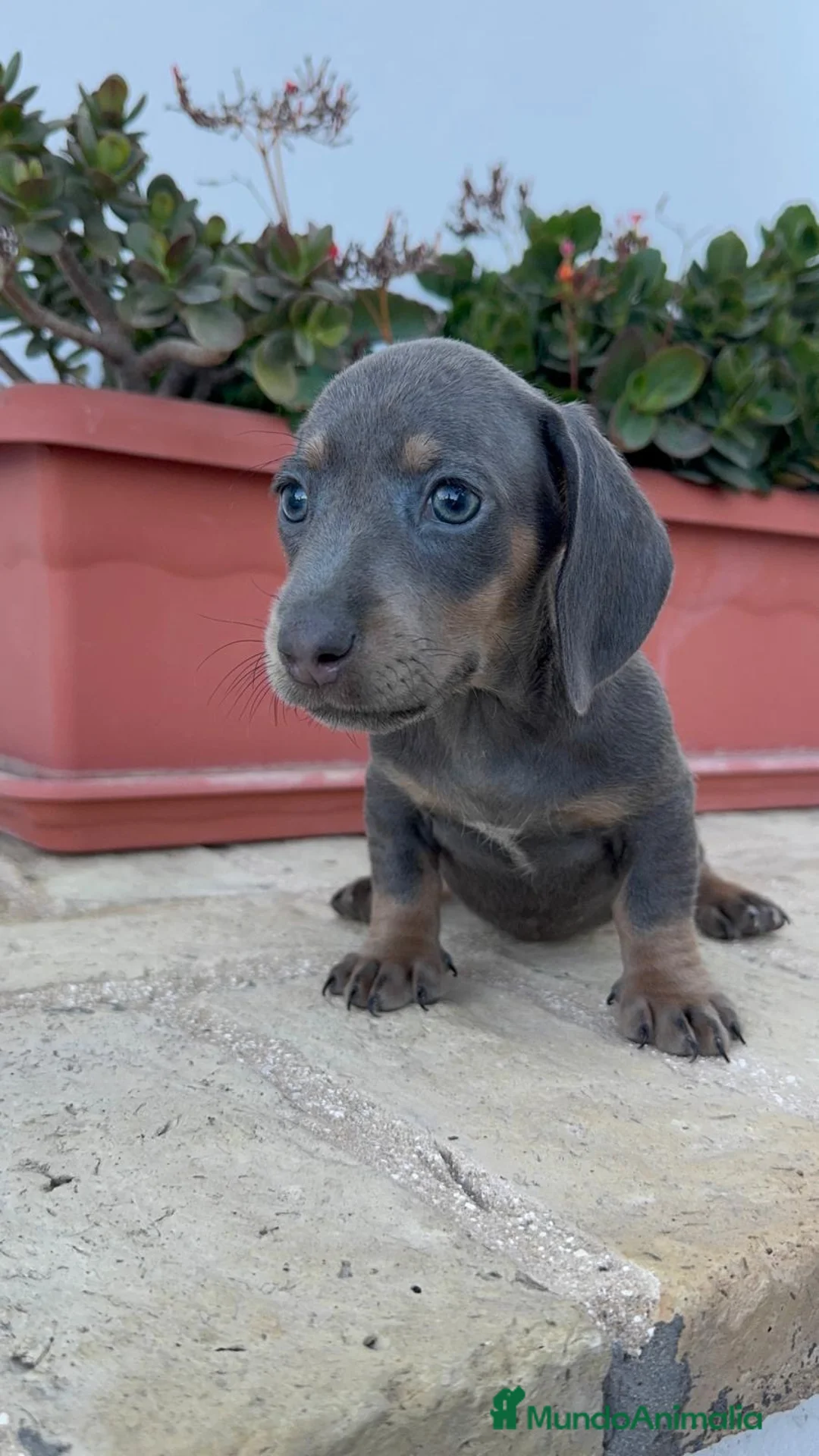 Teckel Miniatura perros en venta: TECKEL BLUE HEMBRA-MINIATURA - Anuncio 11