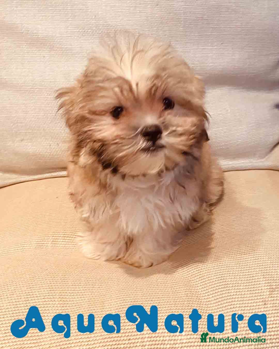 Bichón Habanero perros Bichon Habanero Macho 3970 - AQUANATURA en Barcelona - Anuncio 11