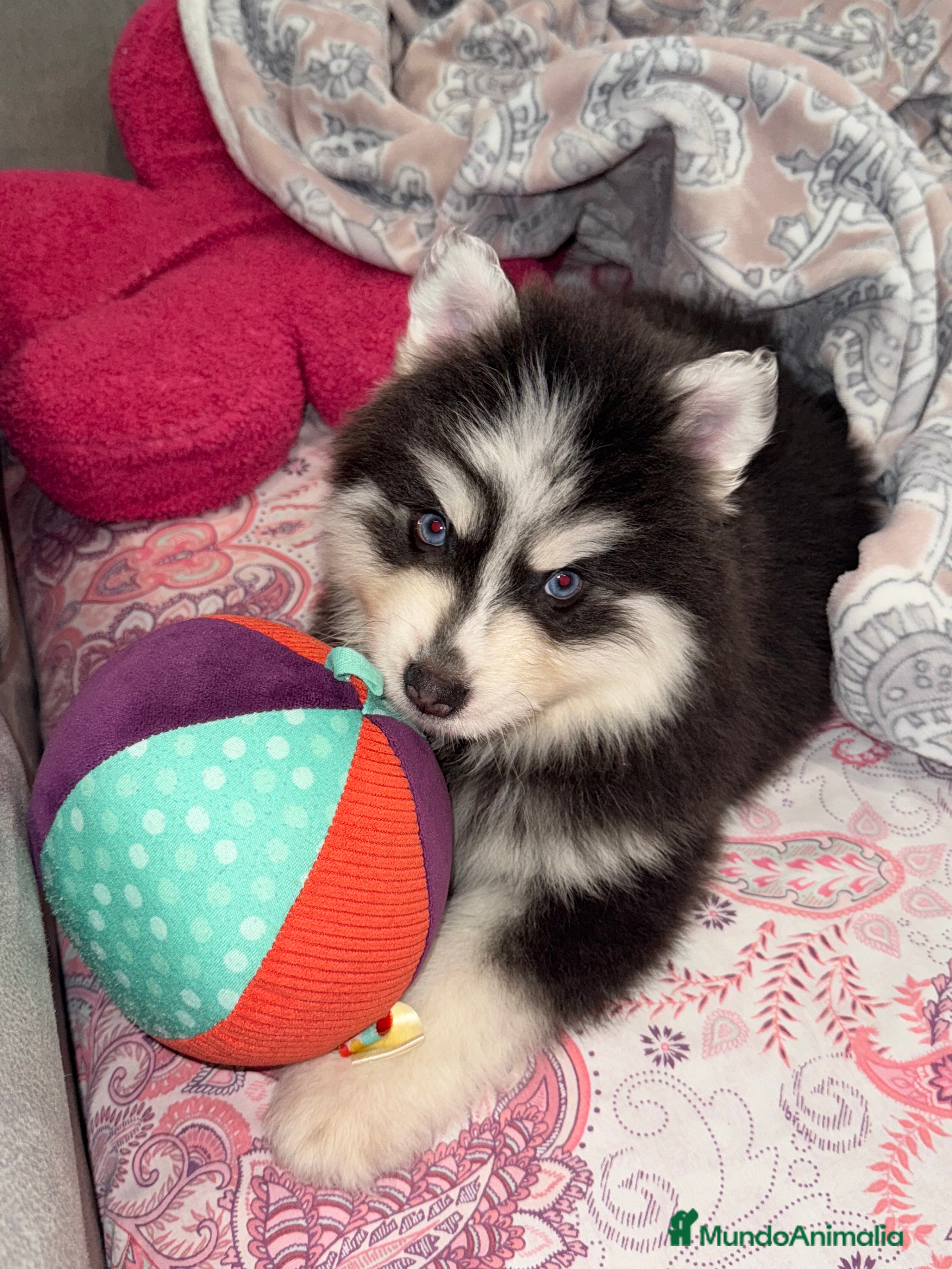 Pomsky perros dos machos y ultima hembra Pomsky ojos azules  - Anuncio 2