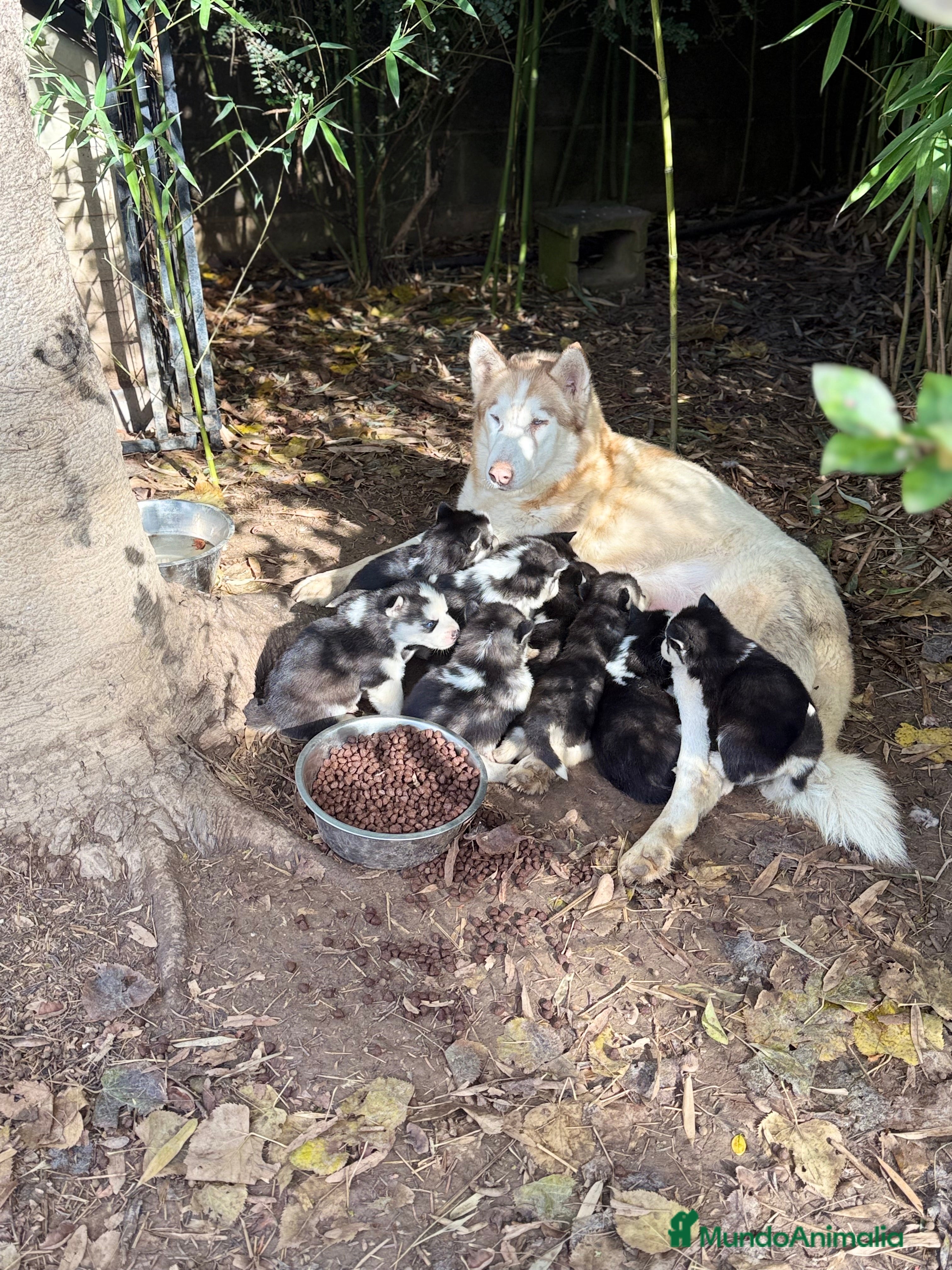 Husky Siberiano perros CAMADA HUSKY SIBERIANO - Anuncio 11