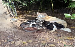 Husky Siberiano perros en venta: CAMADA HUSKY SIBERIANO - Anuncio 1