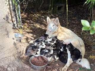 Husky Siberiano perros CAMADA HUSKY SIBERIANO - Anuncio 15