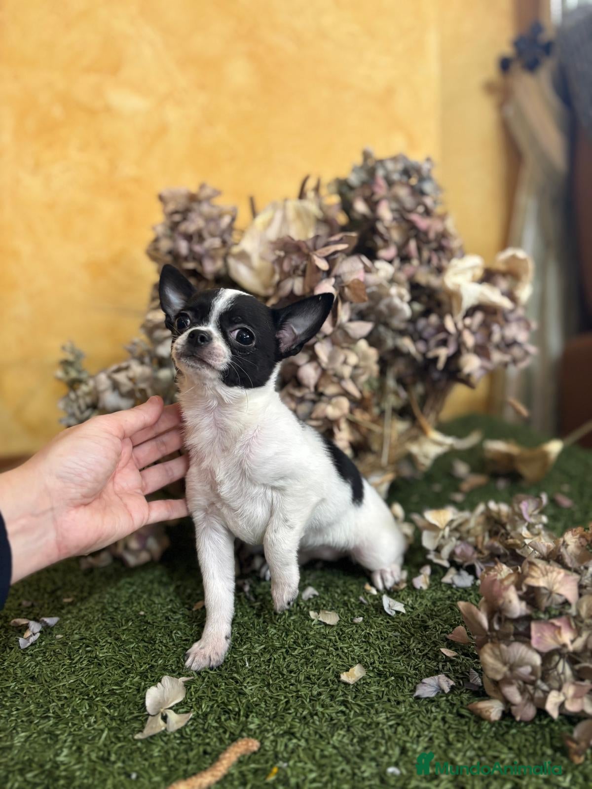 Chihuahua perros Chihuahua Mini Toy  - Anuncio 2