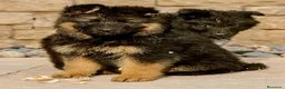 Pastor Alemán perros en venta: pastor alemán belleza alto standing - Anuncio 9