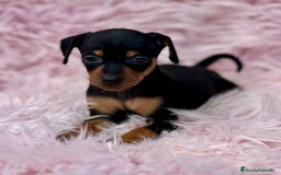 Pinscher Miniatura perros en venta: Minipincher hembra  - Imagen 3