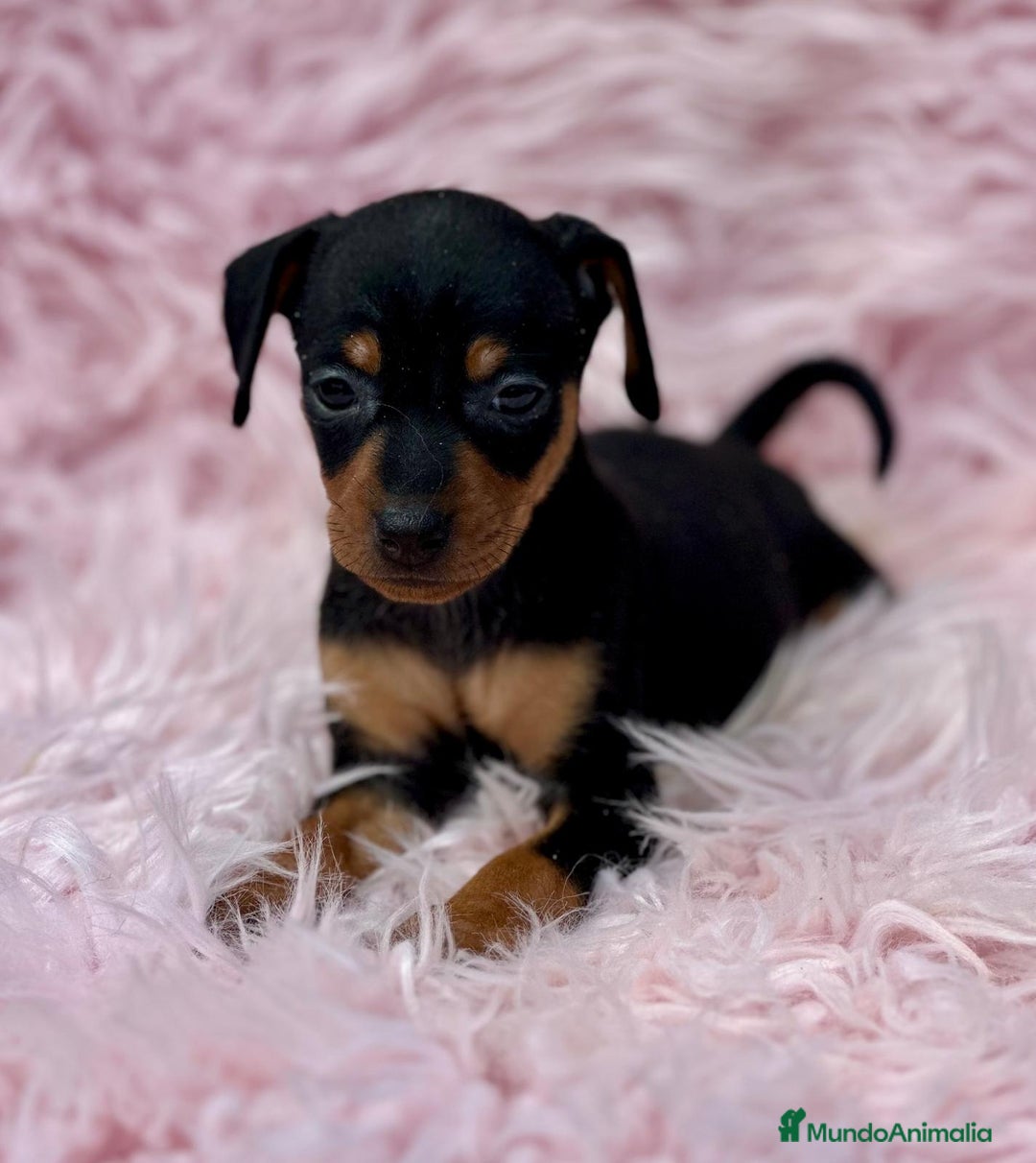 Pinscher Miniatura perros en venta: Minipincher hembra  - Imagen 3