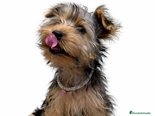 Yorkshire Terrier perros Macho Yorkshire de 3 meses🐾 - Anuncio 6