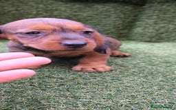 Teckel Miniatura perros en venta: teckel color jabali - Imagen 17