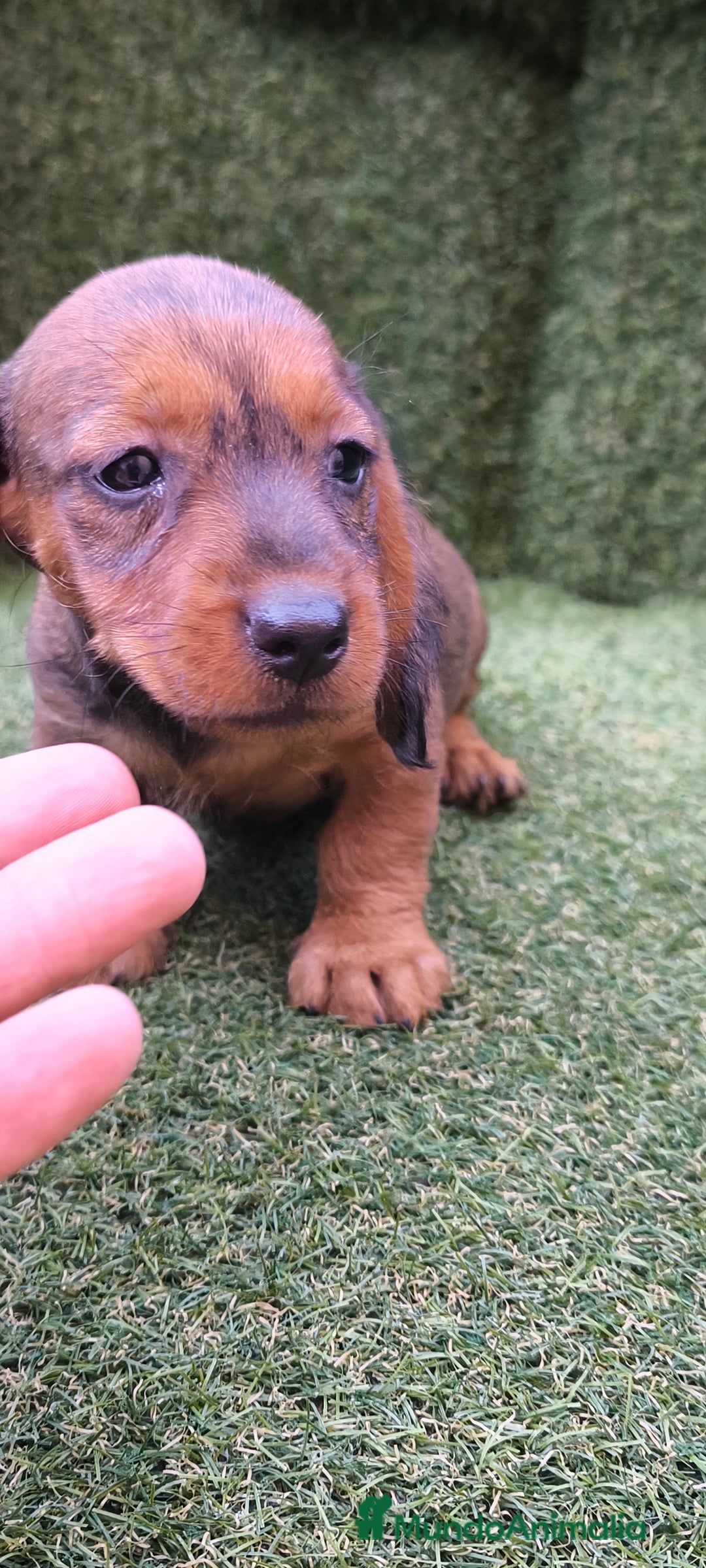 Teckel Miniatura perros en venta: teckel color jabali - Imagen 17