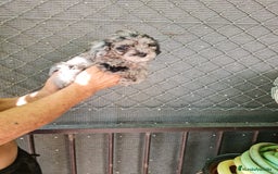 Caniche Toy perros en venta: Hembra caniche toys  - Imagen 7