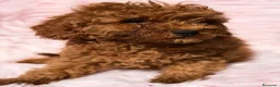 Caniche Mediano perros en venta:  Caniche hembra  - Anuncio 2