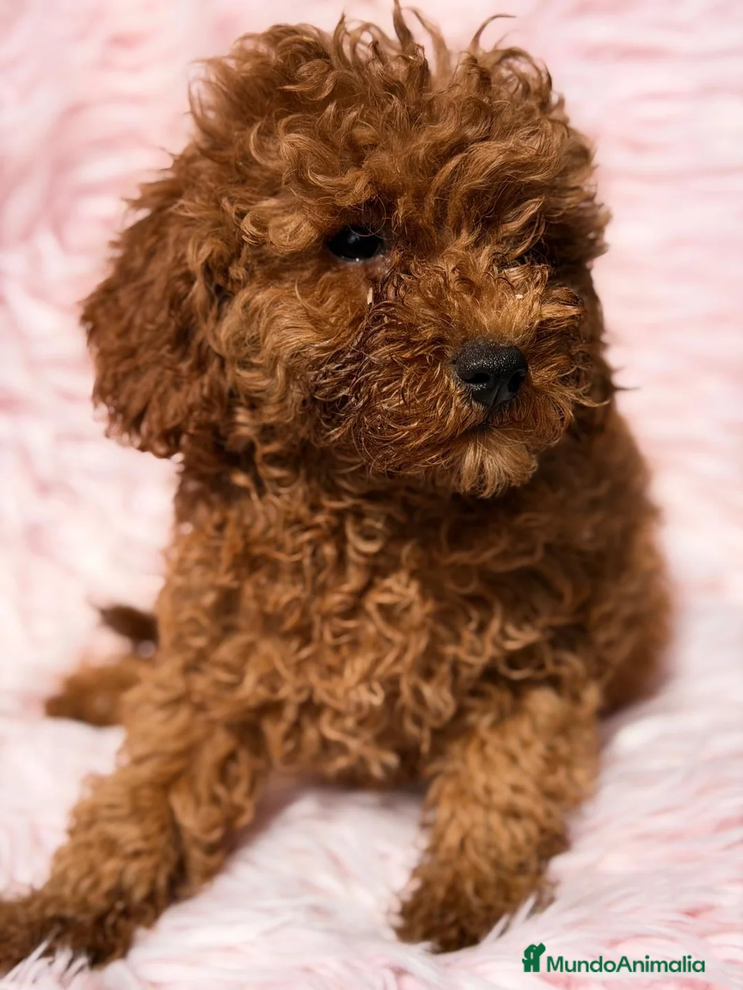 Caniche Mediano perros en venta:  Caniche hembra  - Anuncio 2
