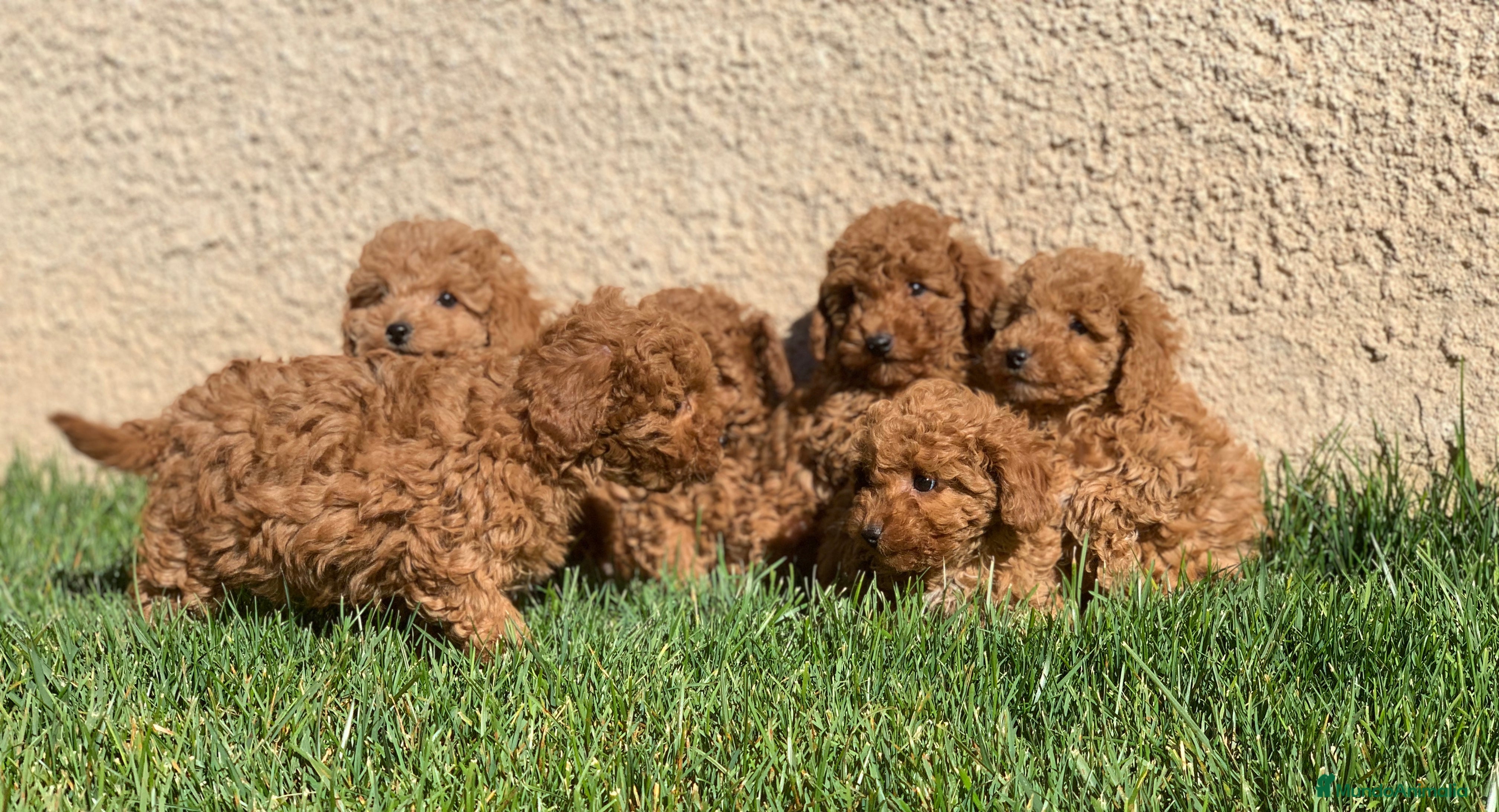 Caniche Enano perros Cachorros de Caniche en Madrid - Anuncio 12