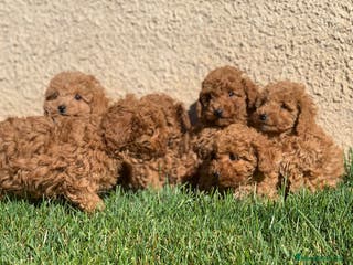 Caniche Enano perros Cachorros de Caniche en Madrid - Anuncio 3