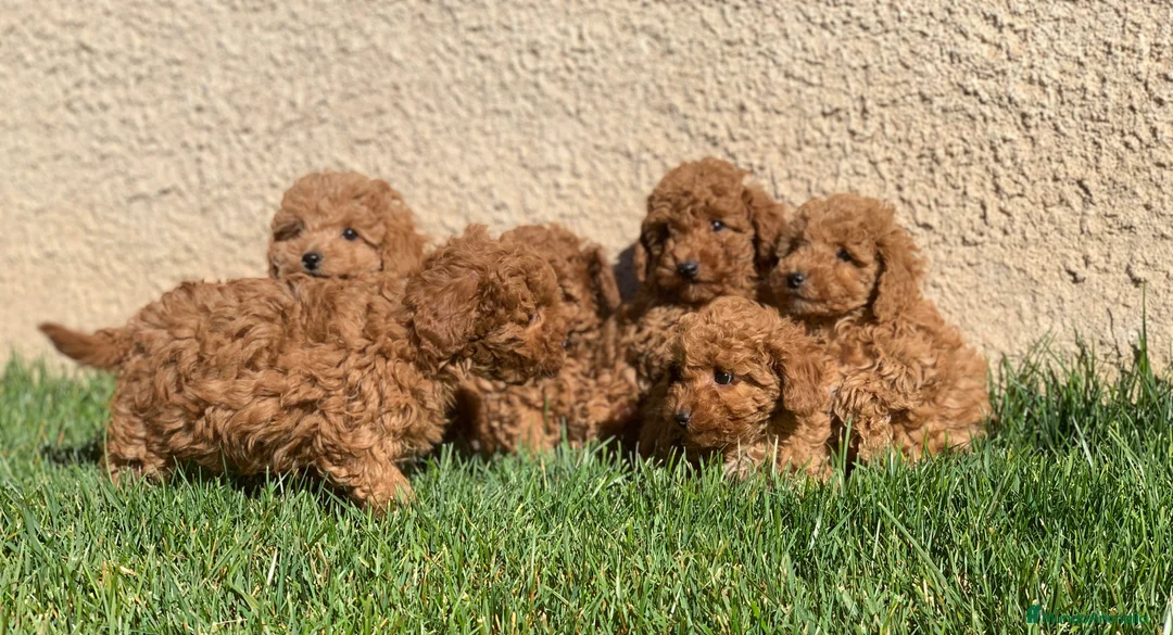 Caniche Enano perros en venta: Cachorros de Caniche en Madrid - Anuncio 1