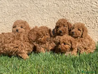 Caniche Enano perros Cachorros de Caniche en Madrid - Anuncio 6