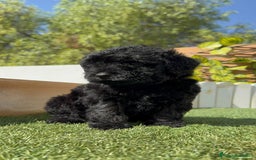 Perro de Agua Español perros en venta: PERRO DE AGUA ESPAÑOL MACHO - Imagen 12
