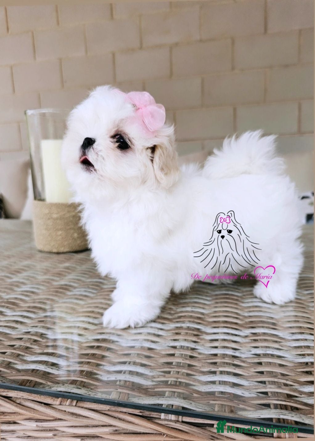 Bichón Maltés perros BICHON MALTES COREANO MINIATURA MÁXIMA CALIDAD  - Anuncio 31