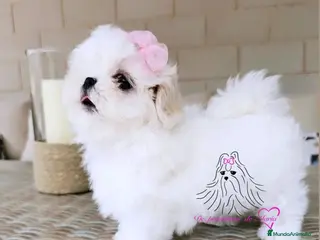 Bichón Maltés perros BICHON MALTES COREANO MINIATURA MÁXIMA CALIDAD - Anuncio 31