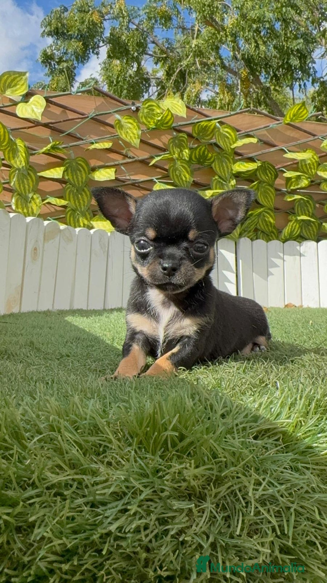 Chihuahua perros en venta: CHIHUAHUA MACHO - Imagen 10