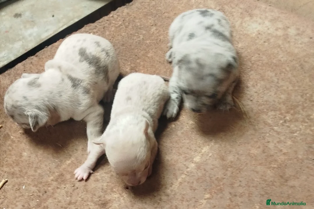 Chihuahua perros en venta: Preciosos chihuahuas exóticos  en Córdoba - Anuncio 2