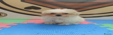 Bichón Maltés 1